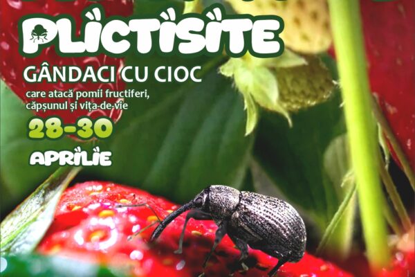 Descoperiți lumea gândacilor cu cioc într-un eveniment interactiv la Muzeul de Științele Naturii din Suceava Descoperiți lumea gândacilor cu cioc într-un eveniment interactiv la Muzeul de Științele Naturii din Suceava.