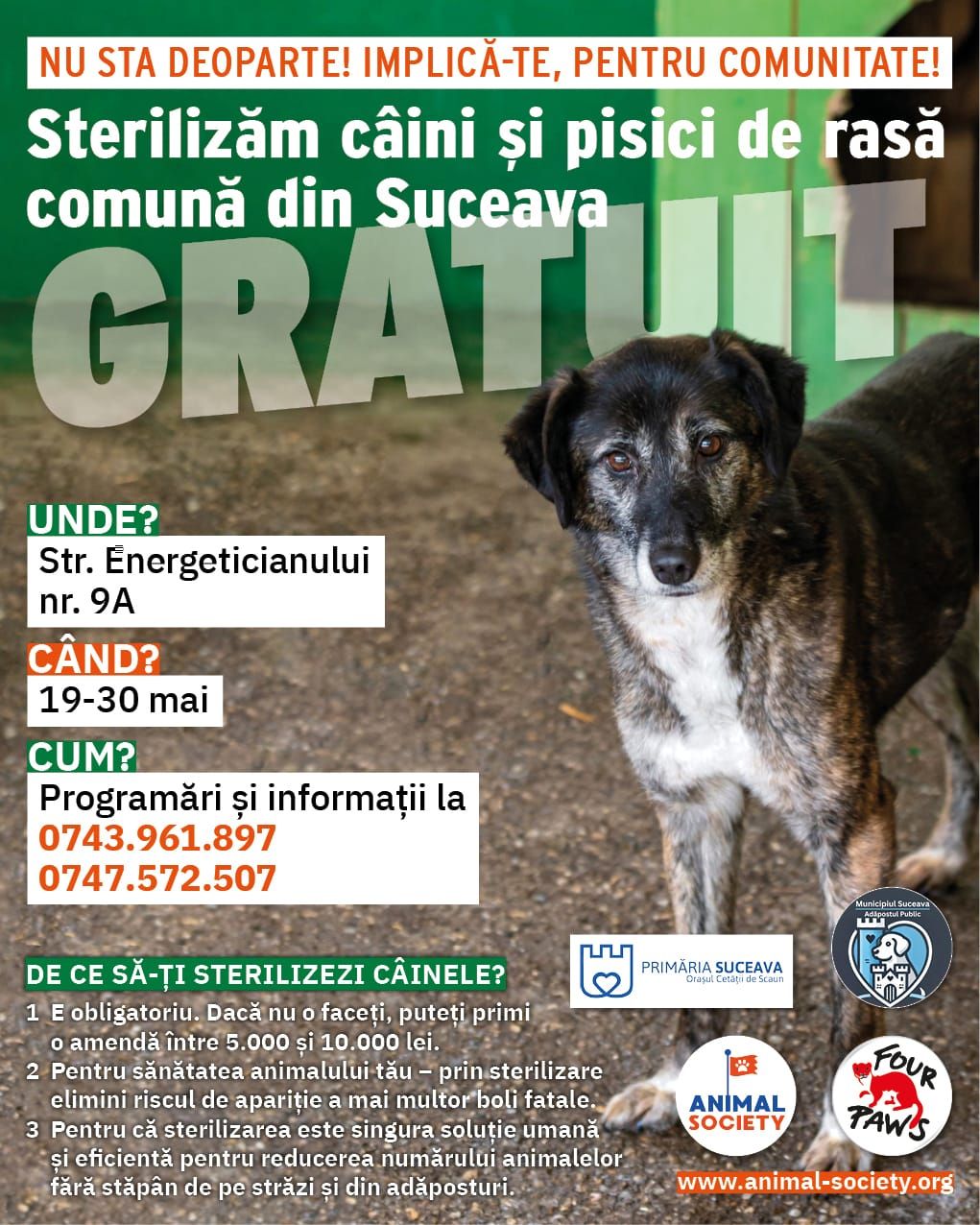 Sterilizare Gratuită a câinilor și pisicilor din Suceava: O oportunitate pentru responsabilitatea comunitară